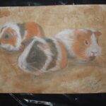 Krijt tekening cavia